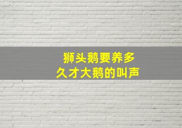 狮头鹅要养多久才大鹅的叫声