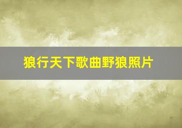 狼行天下歌曲野狼照片