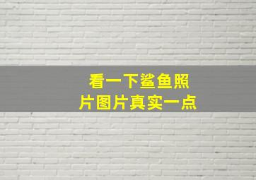 看一下鲨鱼照片图片真实一点