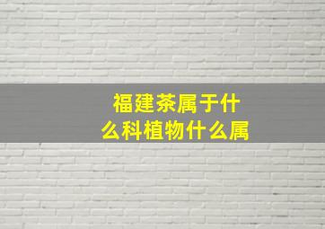 福建茶属于什么科植物什么属