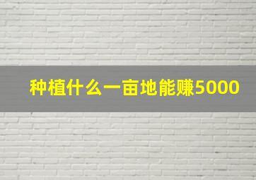 种植什么一亩地能赚5000