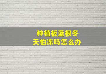 种植板蓝根冬天怕冻吗怎么办