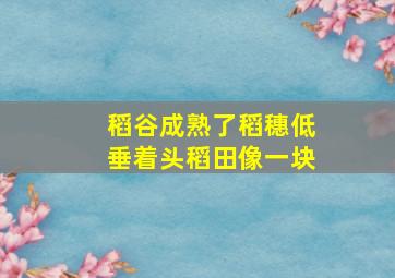 稻谷成熟了稻穗低垂着头稻田像一块