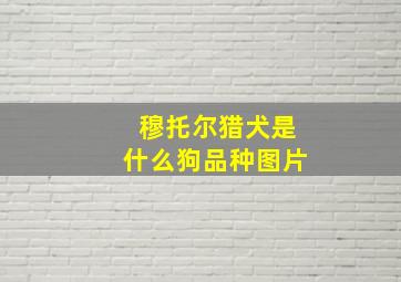 穆托尔猎犬是什么狗品种图片