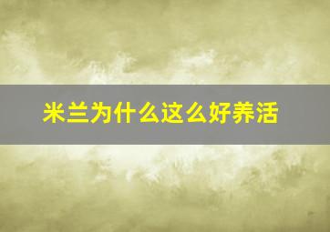 米兰为什么这么好养活