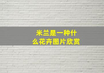 米兰是一种什么花卉图片欣赏