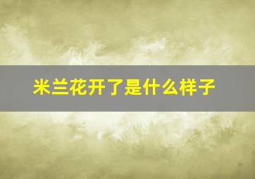 米兰花开了是什么样子