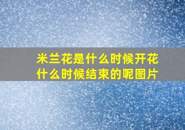 米兰花是什么时候开花什么时候结束的呢图片