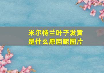 米尔特兰叶子发黄是什么原因呢图片