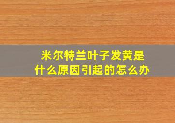 米尔特兰叶子发黄是什么原因引起的怎么办