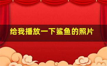 给我播放一下鲨鱼的照片