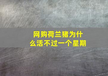 网购荷兰猪为什么活不过一个星期