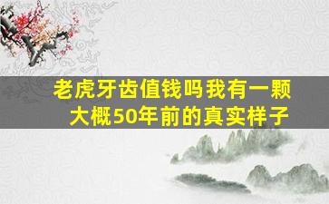 老虎牙齿值钱吗我有一颗大概50年前的真实样子