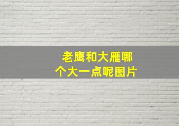 老鹰和大雁哪个大一点呢图片