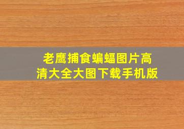 老鹰捕食蝙蝠图片高清大全大图下载手机版