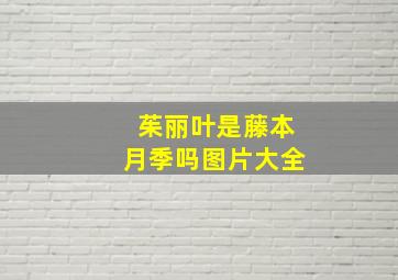 茱丽叶是藤本月季吗图片大全