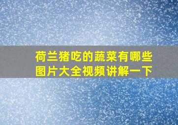 荷兰猪吃的蔬菜有哪些图片大全视频讲解一下