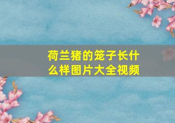 荷兰猪的笼子长什么样图片大全视频