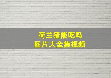 荷兰猪能吃吗图片大全集视频