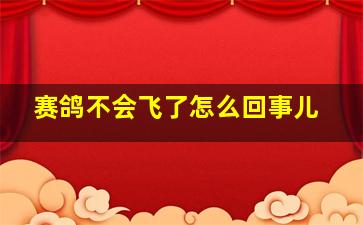 赛鸽不会飞了怎么回事儿