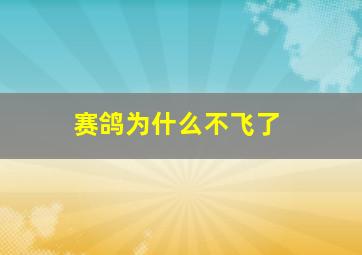 赛鸽为什么不飞了