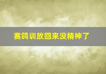 赛鸽训放回来没精神了