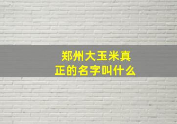 郑州大玉米真正的名字叫什么