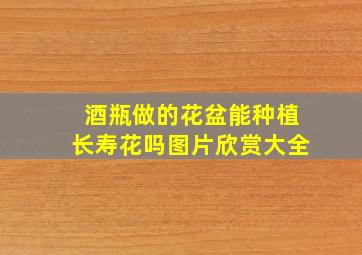 酒瓶做的花盆能种植长寿花吗图片欣赏大全