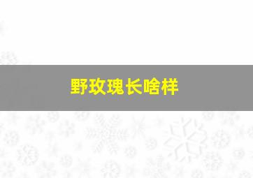 野玫瑰长啥样