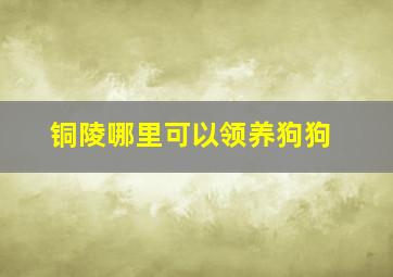 铜陵哪里可以领养狗狗