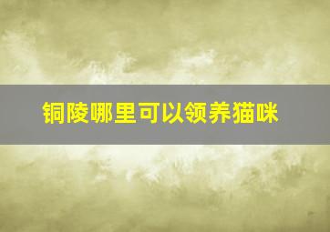 铜陵哪里可以领养猫咪