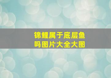 锦鲤属于底层鱼吗图片大全大图