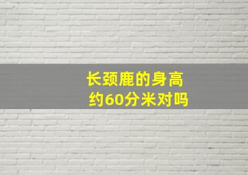 长颈鹿的身高约60分米对吗