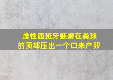 雌性西班牙蜣螂在粪球的顶部压出一个口来产卵