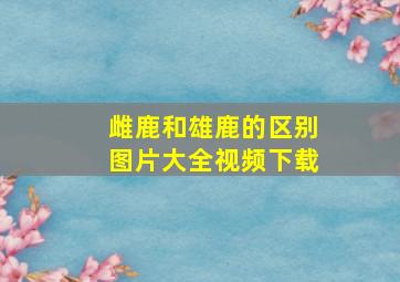 雌鹿和雄鹿的区别图片大全视频下载