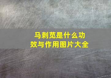 马刺苋是什么功效与作用图片大全