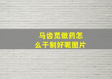 马齿苋做药怎么干制好呢图片