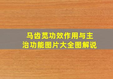 马齿苋功效作用与主治功能图片大全图解说