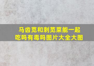 马齿苋和刺苋菜能一起吃吗有毒吗图片大全大图