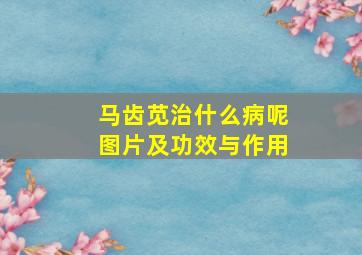 马齿苋治什么病呢图片及功效与作用