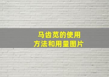 马齿苋的使用方法和用量图片