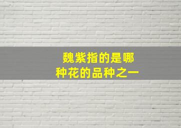 魏紫指的是哪种花的品种之一