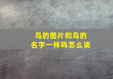 鸟的图片和鸟的名字一样吗怎么读