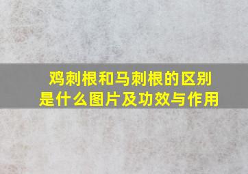 鸡刺根和马刺根的区别是什么图片及功效与作用