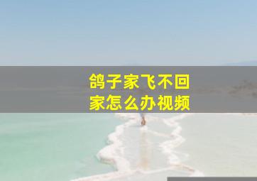 鸽子家飞不回家怎么办视频