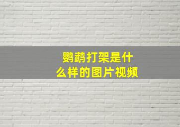 鹦鹉打架是什么样的图片视频