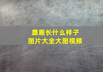 麋鹿长什么样子图片大全大图视频