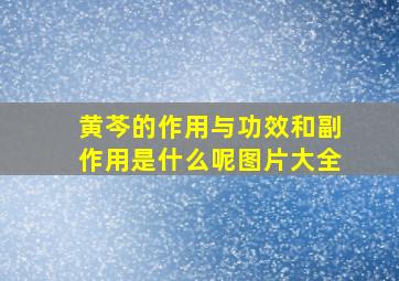 黄芩的作用与功效和副作用是什么呢图片大全