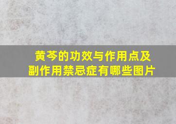 黄芩的功效与作用点及副作用禁忌症有哪些图片