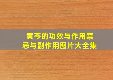 黄芩的功效与作用禁忌与副作用图片大全集